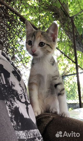 Котенок-девочка в добрые руки бесплатно