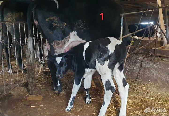 Корова с теленком, тёлки, бычок