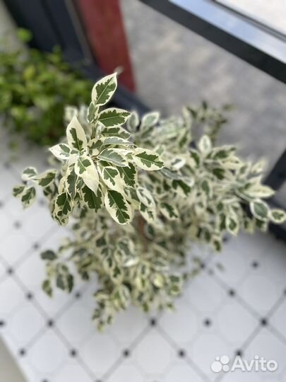 Фикус бенджамина большой