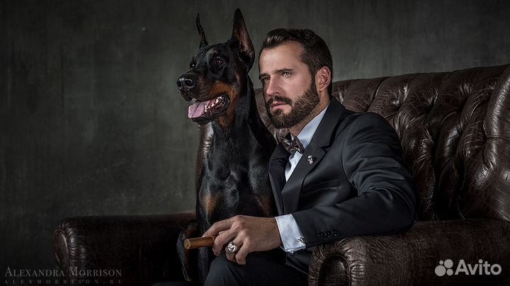 Доберман для фотосессии