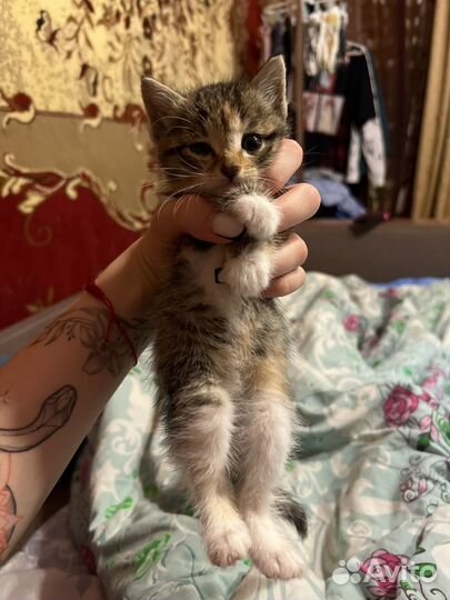 Кошка в дар