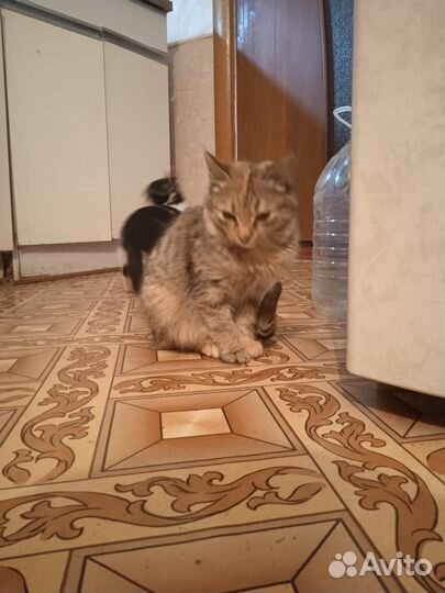 Отдам кошечку 5 месяцев