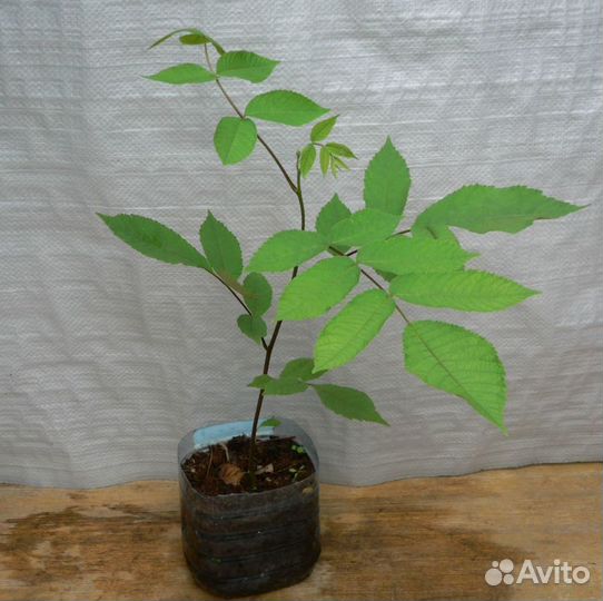 Орех Маньчжурский