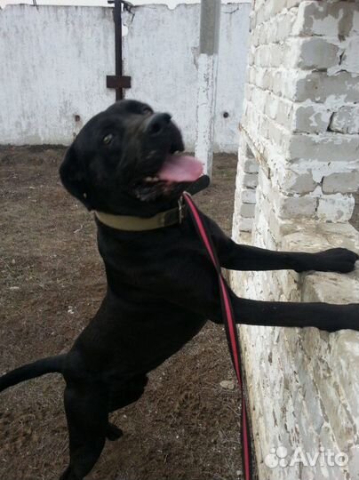 Кинолог. Зоопсихолог. Дрессировка и воспитание