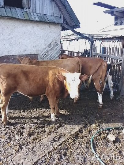 Домашние животные