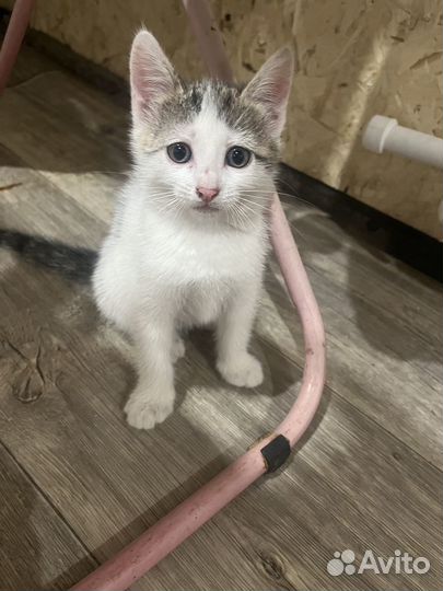 Отдам котенка в добрые руки