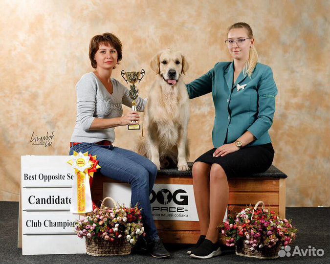 Золотистый Ретривер вязка