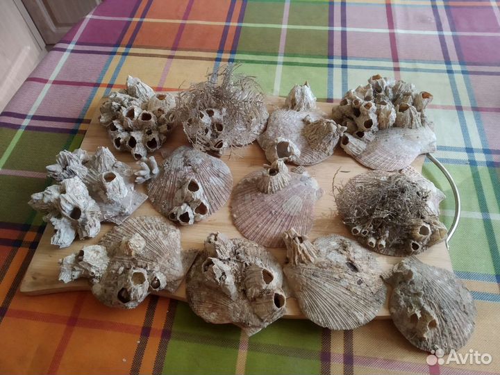 Морские ракушки