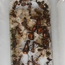 Муравьи Camponotus