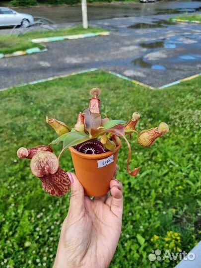 Непентес Растение Хищник