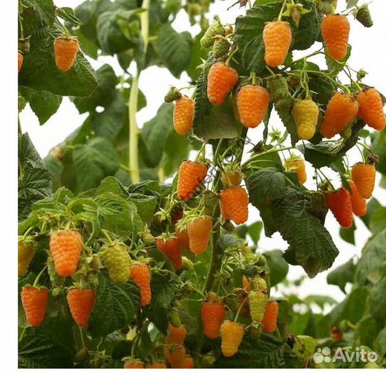 Продам саженцы клубники, малины