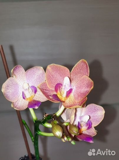 Орхидеи, Листики фиалок