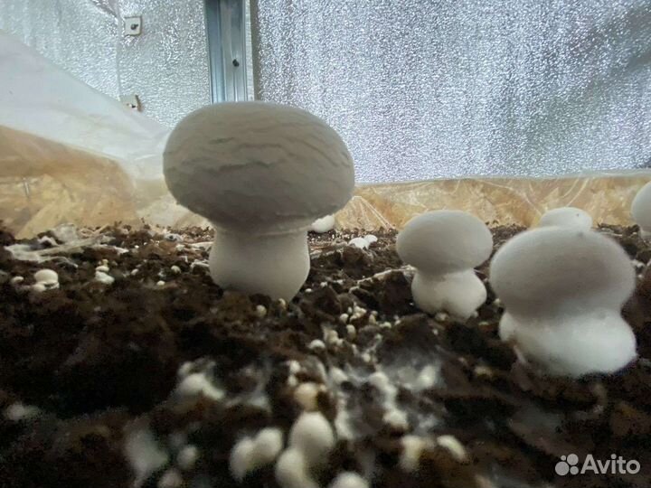 Готовые блоки Шампиньонов