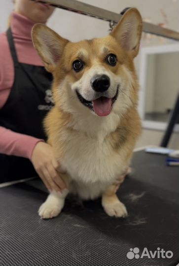 Услуги грумера