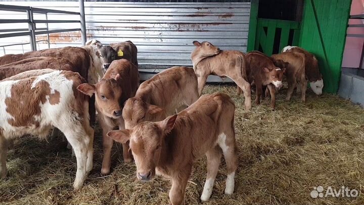 Бычки и телята
