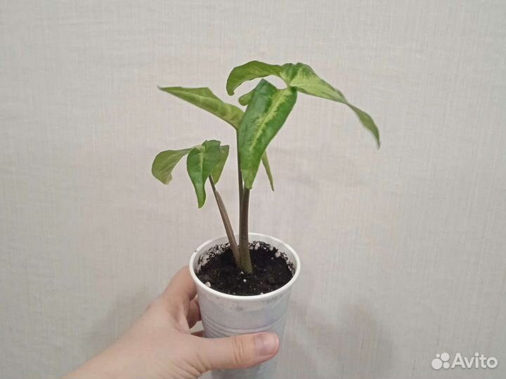 Сингониум ушковатый