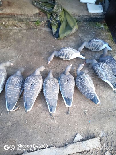 Чучела гусей