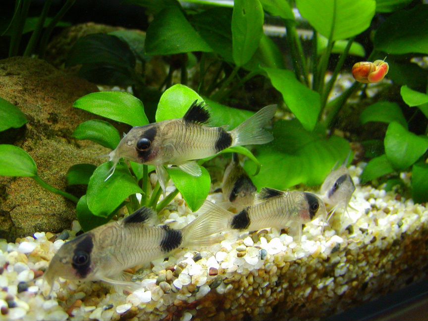 Коридорас Панда (Corydoras Panda)