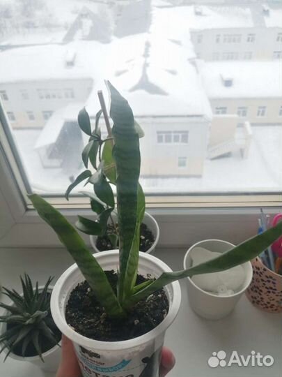 Сансевиерия, Щучий хвост, Тещин язык