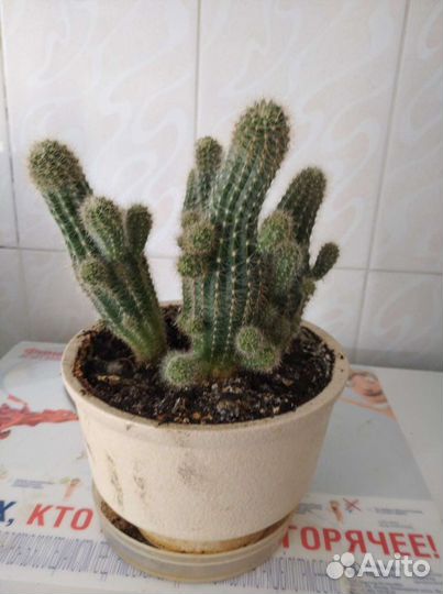 Кактус цветущий