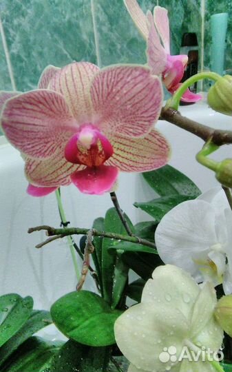 Орхидея фаленопсис