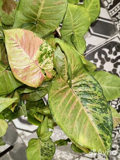 Сингониумы сортовые 2