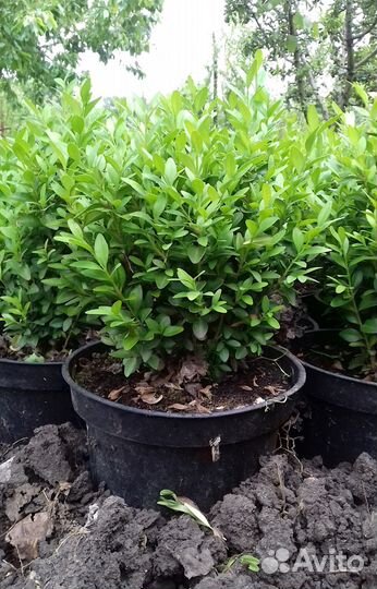 Самшит вечнозеленый (Buxus sempervirens L.)