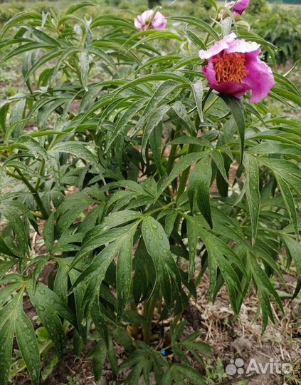 Куст Марьин корень