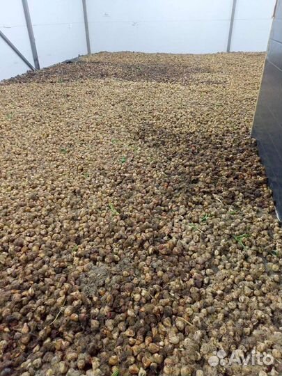 Луковицы тюльпанов