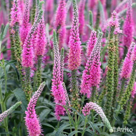 Многолетние садовые растения