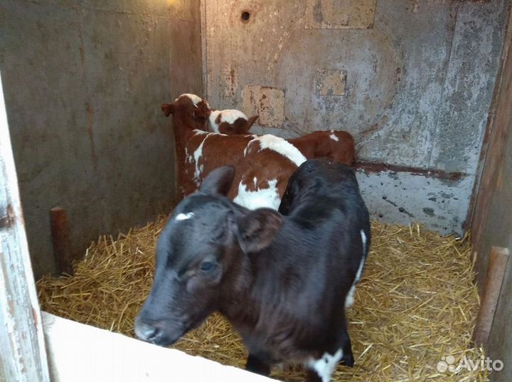 Теляты с ферм, доставка бесплатно