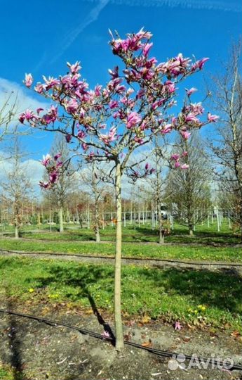 Магнолия сьюзан на штамбе