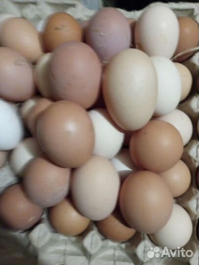 Яйца домашние