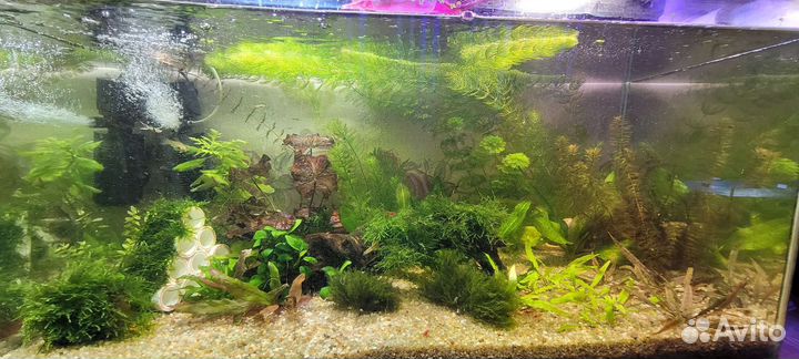 Аквариумные растения и не только