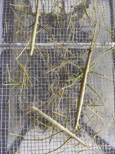 Палочник анамский насекомое тропическое