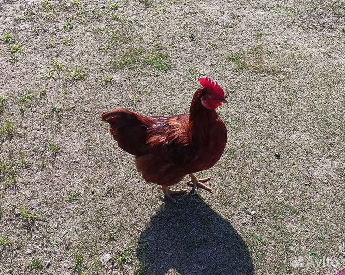 Десятимесячные петухи на продажу