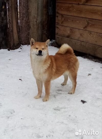 Сиба ину с документами РКФ
