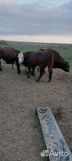 Стадо коров, быки, тёлки,телята. Овцы