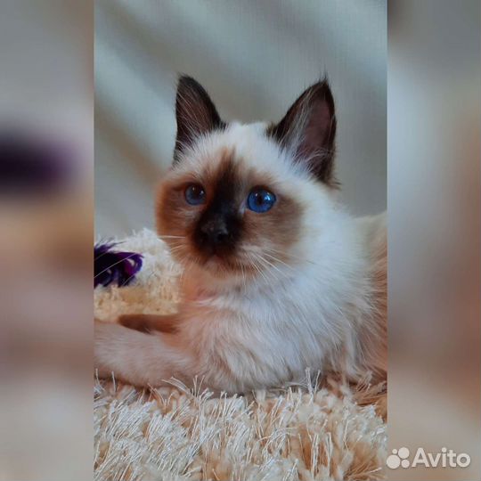 Священная бирма-котята