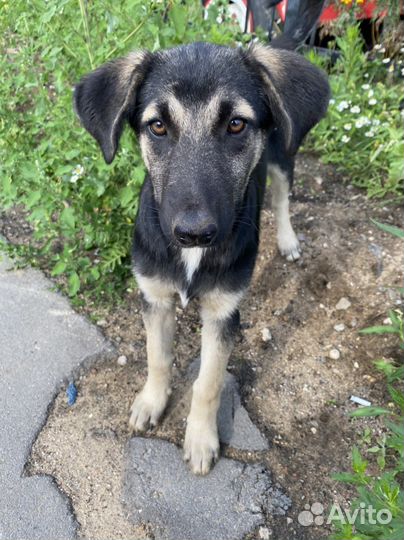 Восточноевропейская овчарка метис