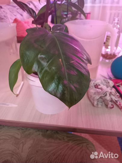 Филодендрон