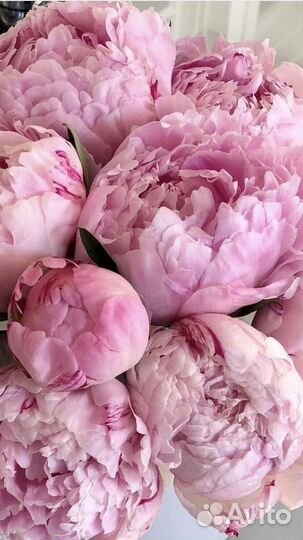 Norana perfumes moon 1947 white