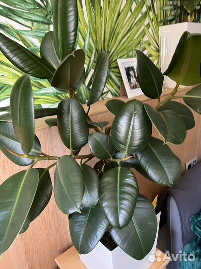 Фикус Эластика Робуста