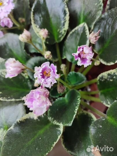 Детки сортовых фиалок, список в объявлении