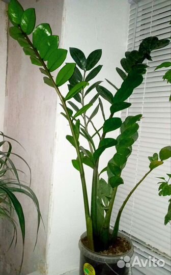 Замиокулькас