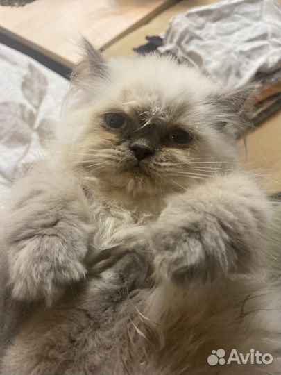 Персидский кот