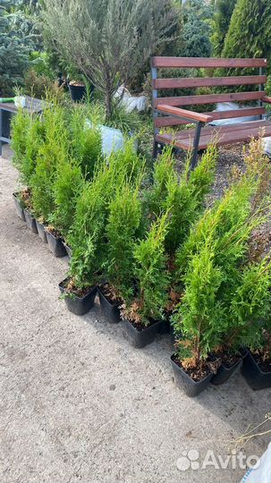 Туя Смарагд 70-90 см из питомника
