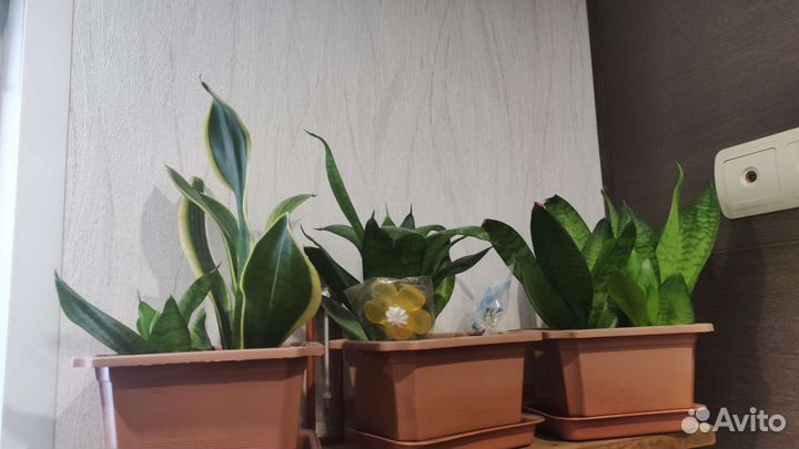 Сансевиерия