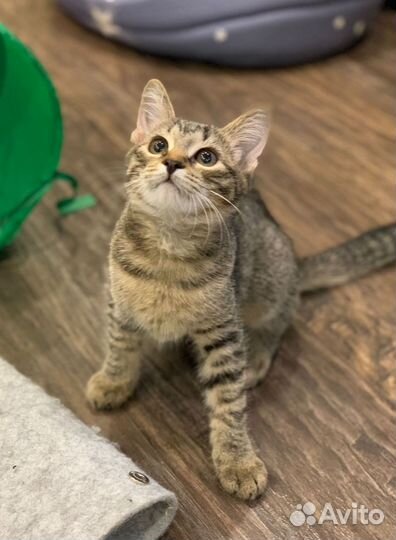 Кошечка в добрые руки