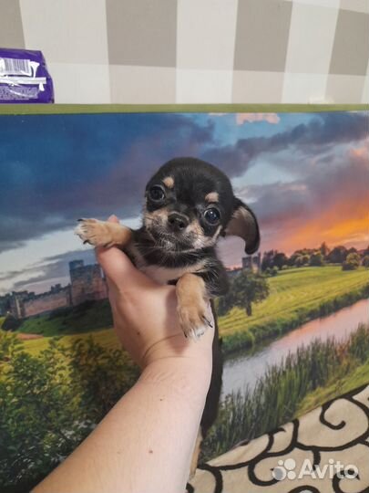 Щенки чихуахуа мини девочки